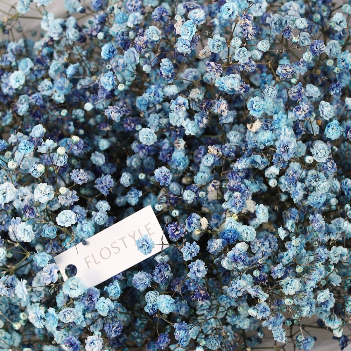 golubaya sinyaya gipsofila 7